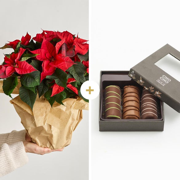 Julestjerne med CHO CHO marcipanbrød